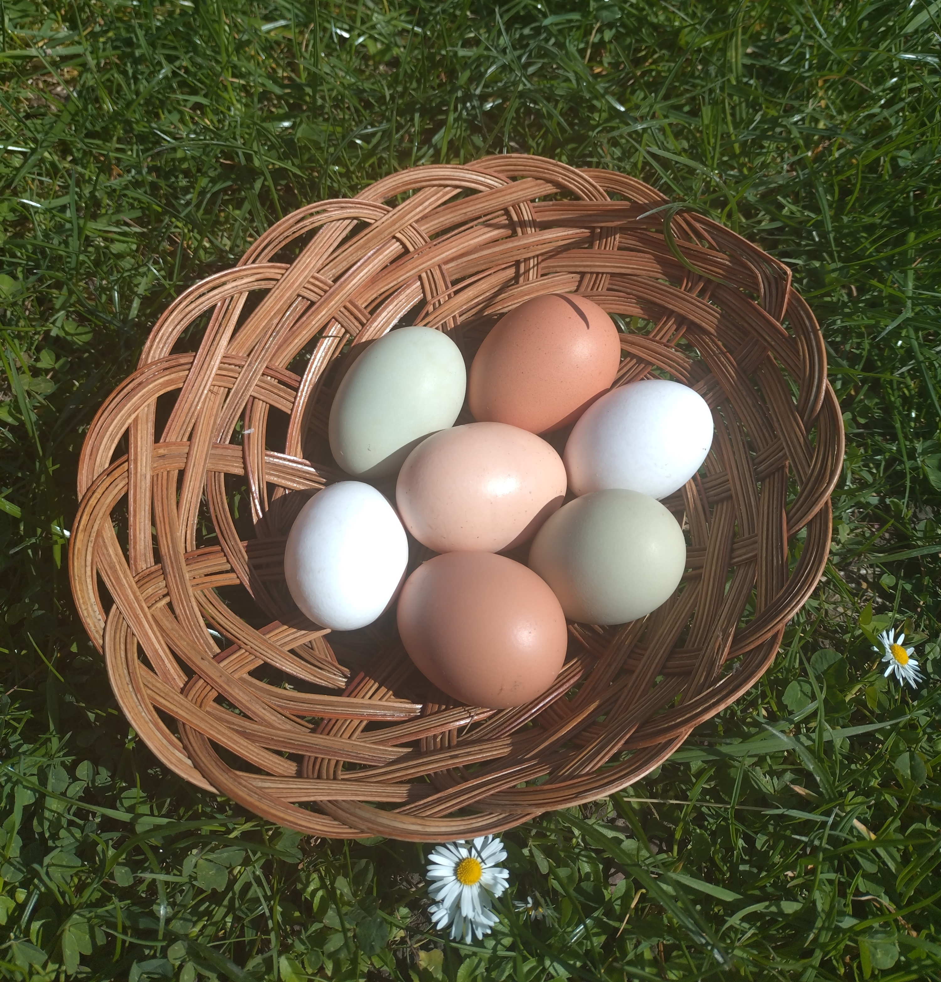 vejce_240325